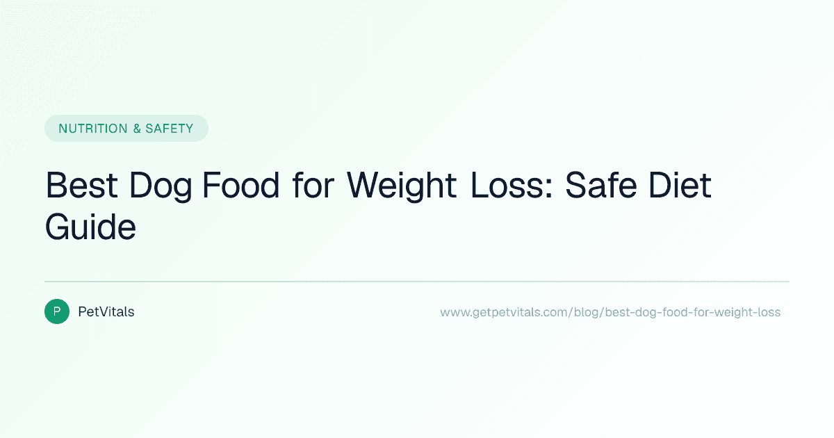 Best Dog Food for Weight Loss: How to Help Your Overweight Dog