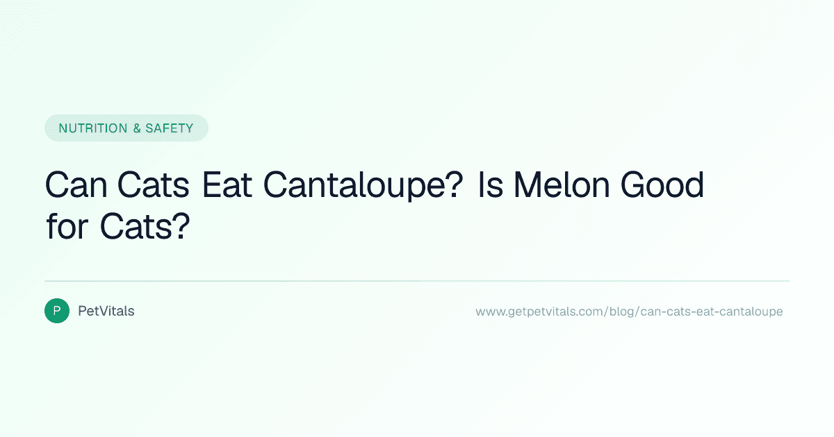 Can Cats Eat Cantaloupe? Melon Safety, Serving Size, and Risks