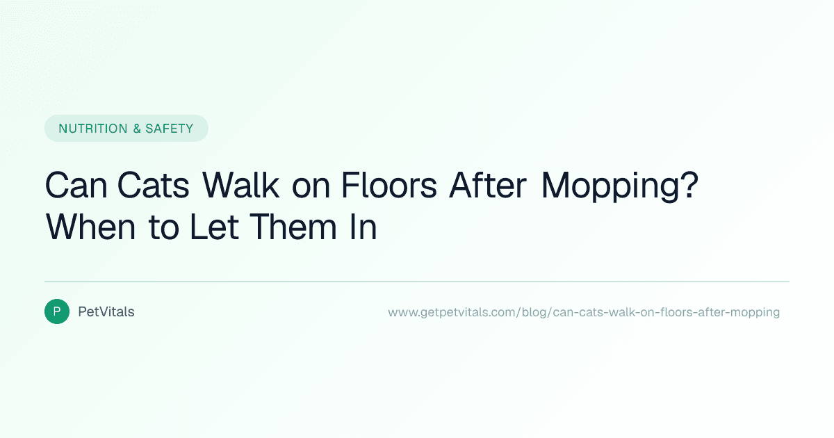 Can Cats Walk on Floors After Mopping?