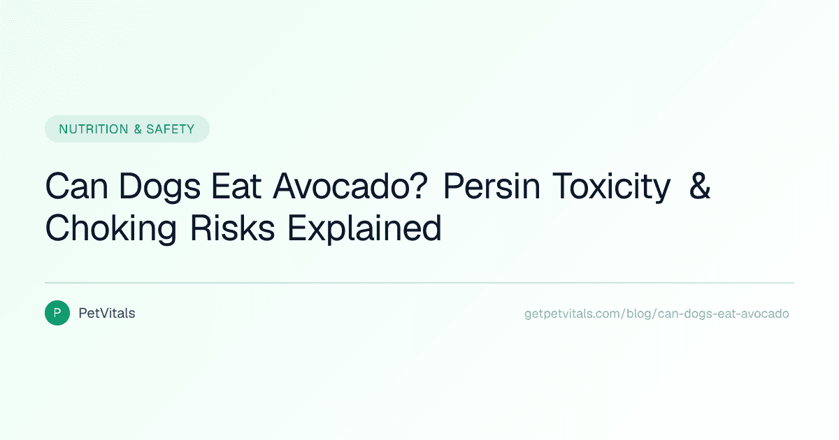 Can Dogs Eat Avocado? Persin Toxicity, Choking Risks & What's Actually Safe