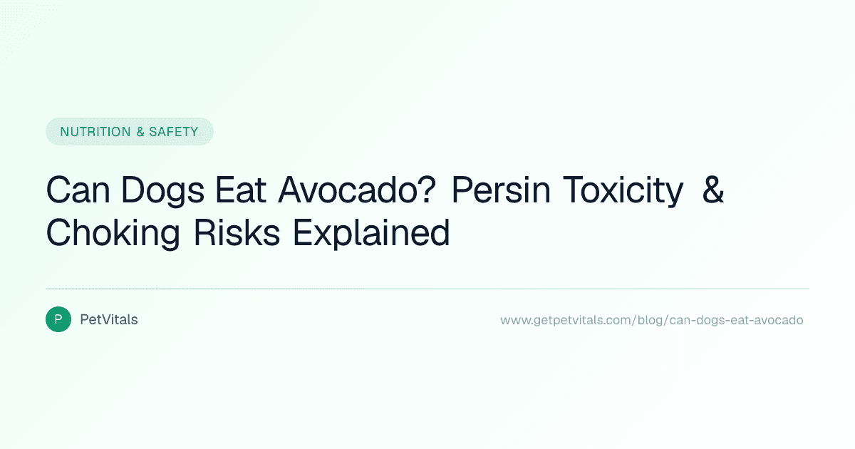 Can Dogs Eat Avocado? Persin Toxicity, Choking Risks & What's Actually Safe