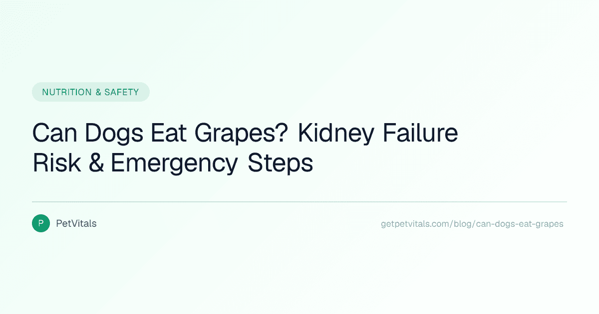 Can Dogs Eat Grapes? The Hidden Kidney Danger Every Owner Should Know