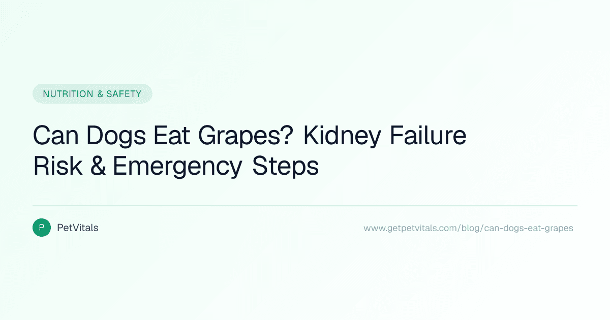 Can Dogs Eat Grapes? The Hidden Kidney Danger Every Owner Should Know