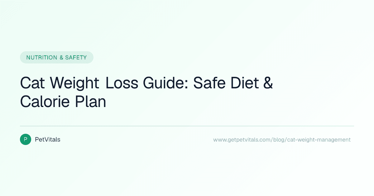 Cat Weight Management: How to Help Your Overweight Cat Lose Weight