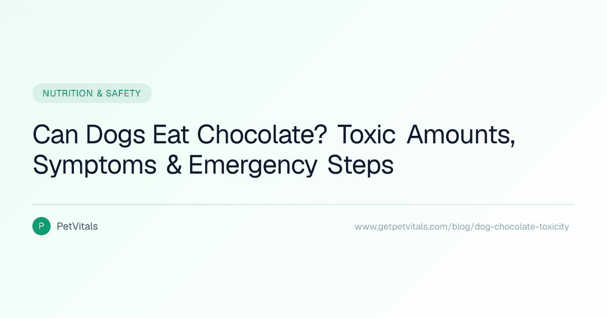 Can Dogs Eat Chocolate? Toxic Amounts, Symptoms, and Emergency Steps