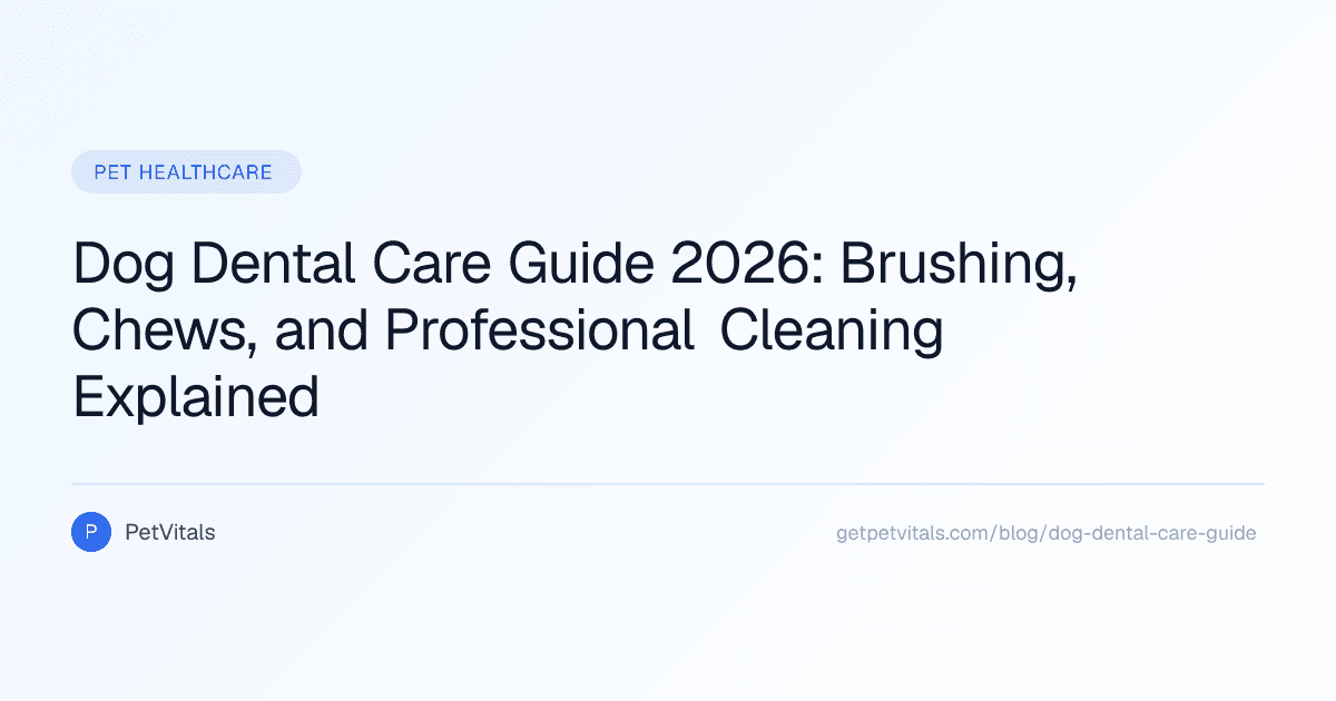 Dog Dental Care Guide: How to Keep Your Dog's Teeth Healthy