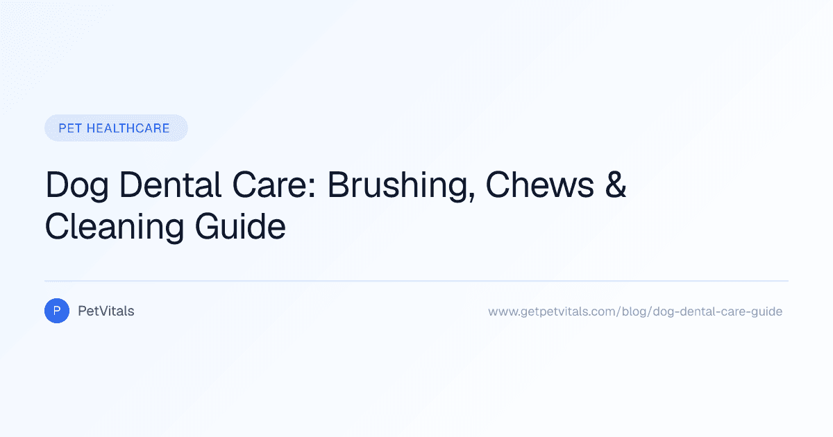 Dog Dental Care Guide: How to Keep Your Dog's Teeth Healthy
