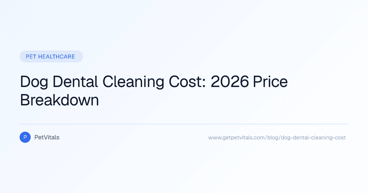 Dog Dental Cleaning Cost: Price Table and What Changes the Bill