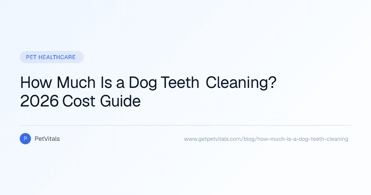How Much Is a Dog Teeth Cleaning?