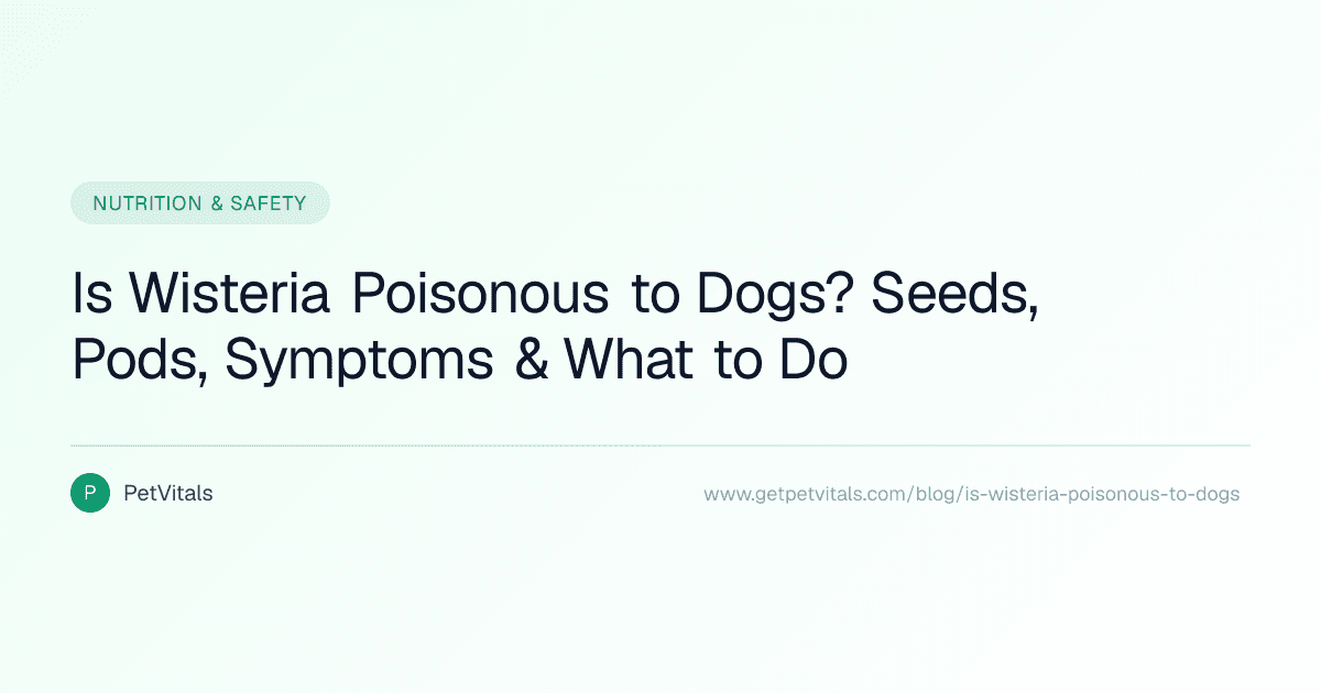 Is Wisteria Poisonous to Dogs? Seeds, Pods, Symptoms, and What to Do