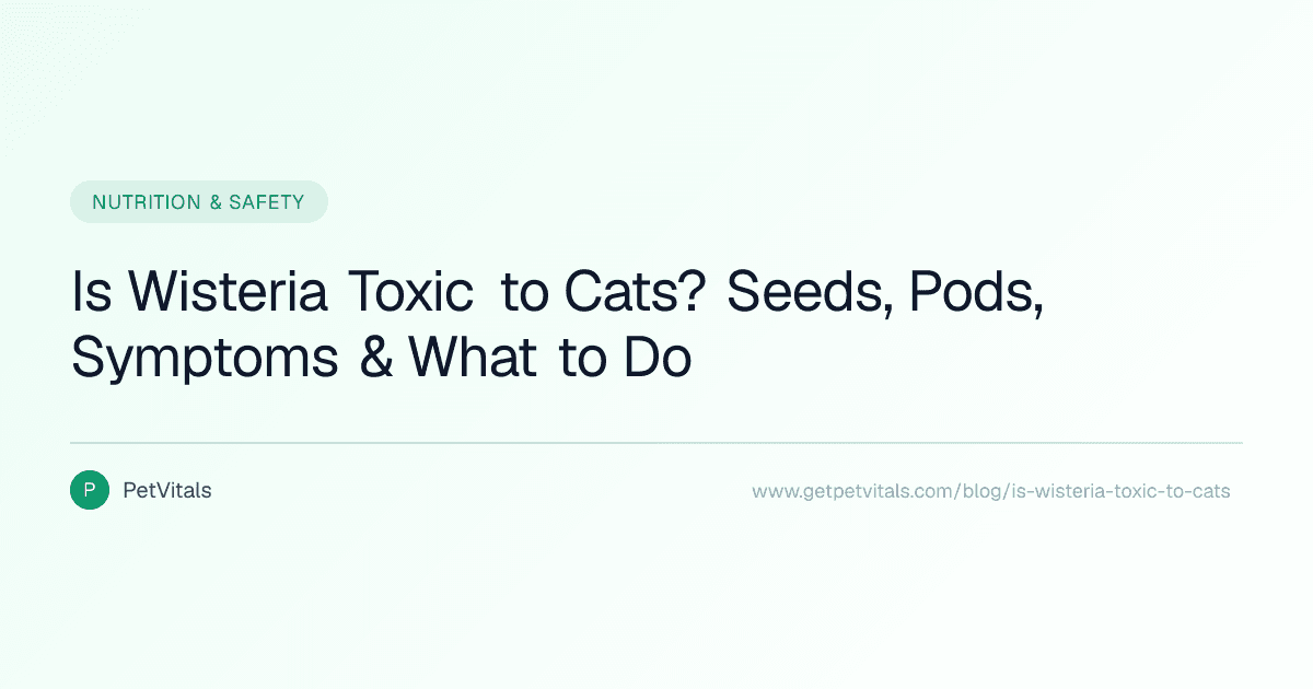 Is Wisteria Toxic to Cats? Seeds, Pods, Symptoms, and Safety Steps
