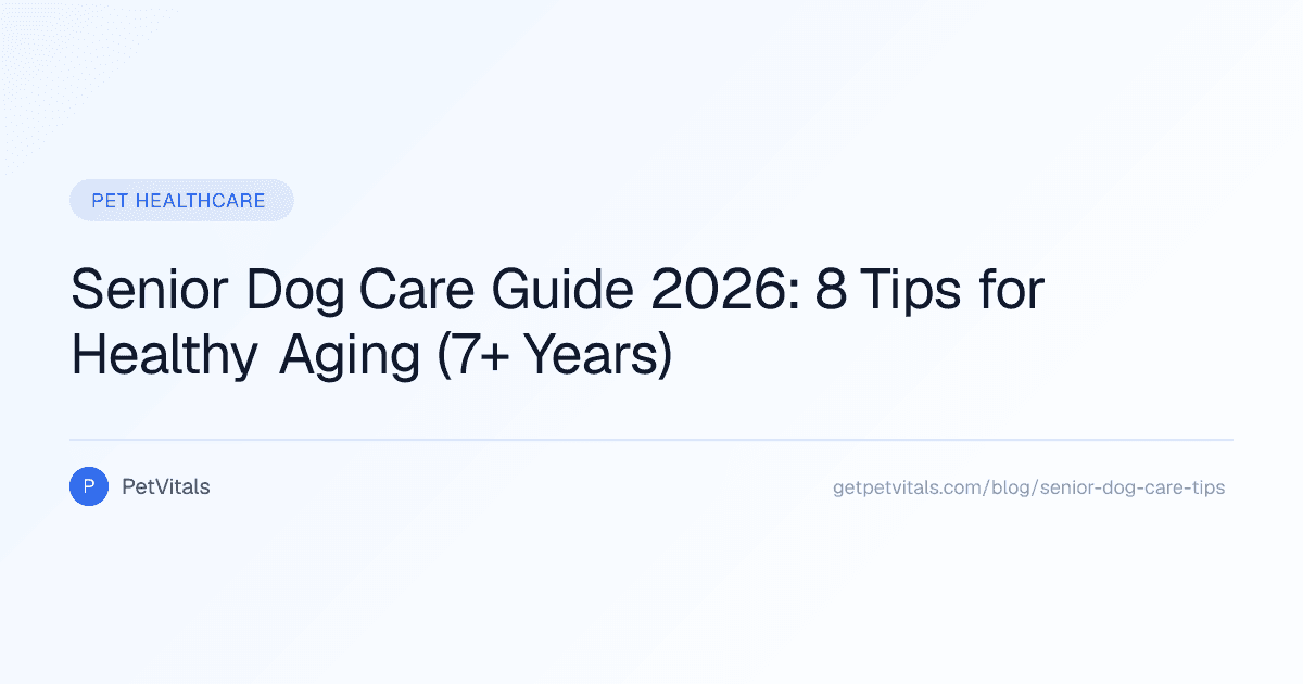 Senior Dog Care: 8 Essential Tips for Aging Dogs (7+ Years)