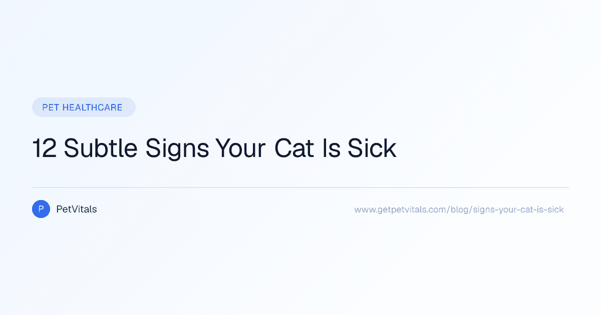 Is Your Cat Sick? 12 Subtle Signs Cat Owners Often Miss