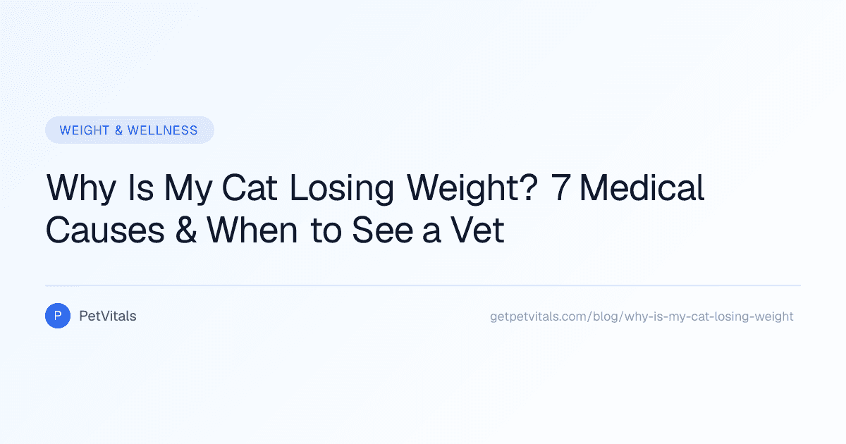 Why Is My Cat Losing Weight? 7 Medical Causes and When to See a Vet