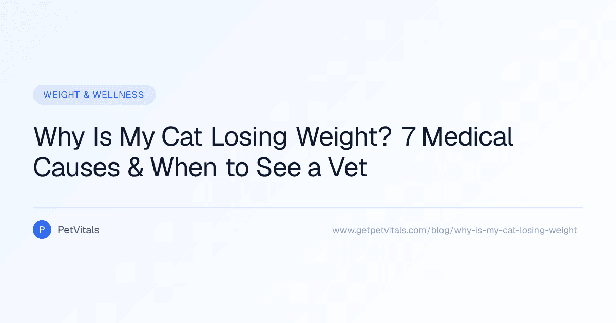 Why Is My Cat Losing Weight? 7 Medical Causes and When to See a Vet